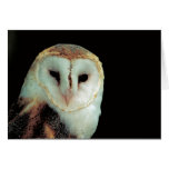 Barn Owl Greeting Cards