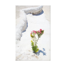 Baron Flower Gallery Wrapped Canvas