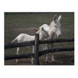 Baroque Donkey Post Card