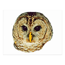 Barred Owl Postcard
