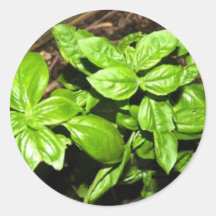 Basil Sticker