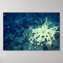 Basket Starfish Posters