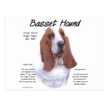 Basset Hound History Design Postcard