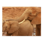 Bathing Baby Elephant Postcard