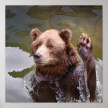 Bathing Brown Bear Poster