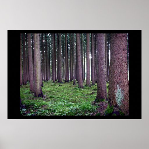 Bavarian Forest Poster