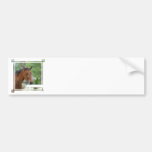 Bay Arab Horse Bumper Stickers