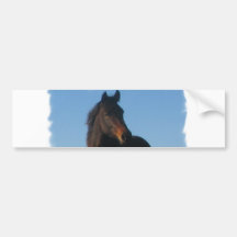Bay Horse Bumper Sticker