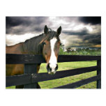 Bay horse storm post cards