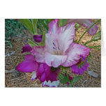 BC- Purple Gladiolas Greeting Card