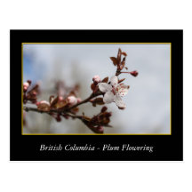 BC, spring plum flowering Post Card