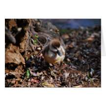 Be Adventurous Greeting Card