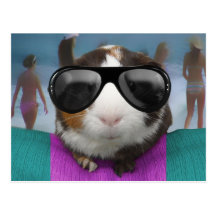 Beach bum guinea pig postcard