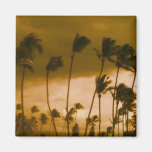 Beach Palm Trees Magnet