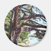 Beach Pine Refrigerator Magnets