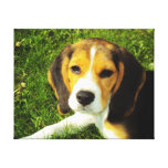 Beagle Puppy Canvas Stretched Canvas Prints