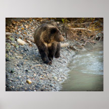 Bear at the River Poster