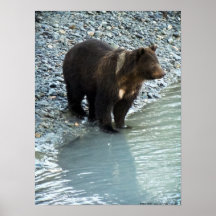Bear Cub Posters