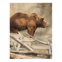 Bear Post Cards