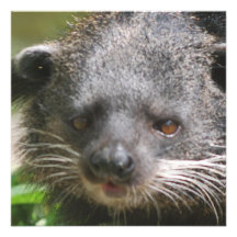Bearcat Invitations