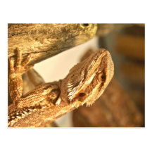 Bearded Dragon Postcard