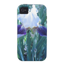 Bearded Iris Cultivar Mary Todd iPhone 4/4S Covers