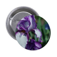 Bearded Iris Flower Button