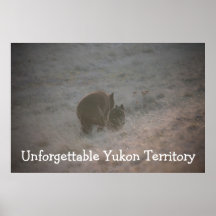 Bears Walking at Sunset; Yukon Territory Souvenir Posters