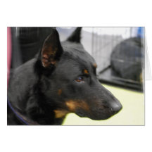 Beauceron Greeting Card
