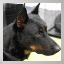 Beauceron  Poster