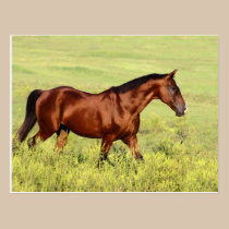 Beautiful Bay Horse postcards