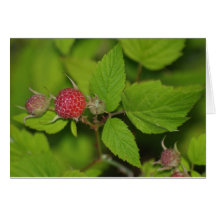 Beautiful Berries Greeting Cards