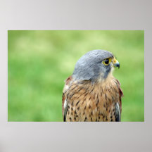 beautiful bird of prey poster