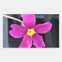 Beautiful Bright Pink Flower Rectangle Stickers