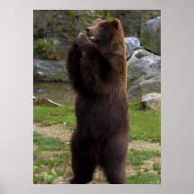 Beautiful Brown Grizzly Bear Posters
