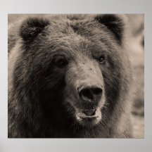 Beautiful Brown Grizzly Bear Print