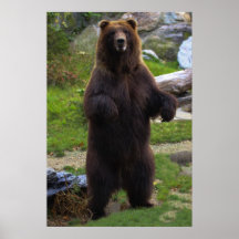 Beautiful Brown Grizzly Bear Print