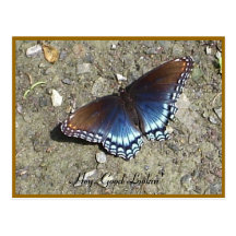Beautiful Butterfly Postcard
