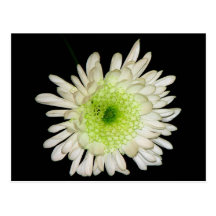 Beautiful Chrysanthemum Post Cards