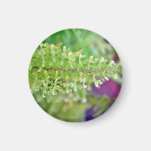 Beautiful Curly fern leaf Refrigerator Magnets