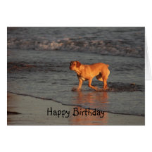 Beautiful dog in the Sea Happy Birthday Card