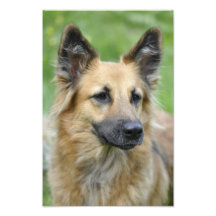 Beautiful Dog Photo Print