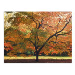 Beautiful Fall Tree Postcard