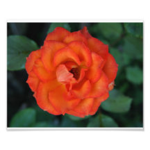 Beautiful Flower Photograph