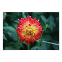 Beautiful Flower Photographic Print