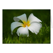 Beautiful Flowers Close-Up - Greeting cards