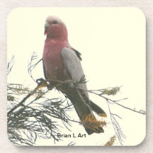 Beautiful Galah Drink Coaster