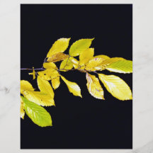 Beautiful Green and Yellow leaves against a dark b Full Color Flyer