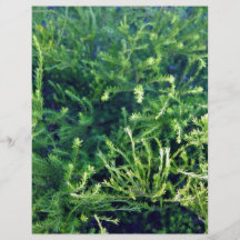 Beautiful green flowers and plants flyers