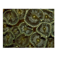 Beautiful Hard corals from Indonesia Postcard